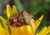 Carpocoris purpureipennis